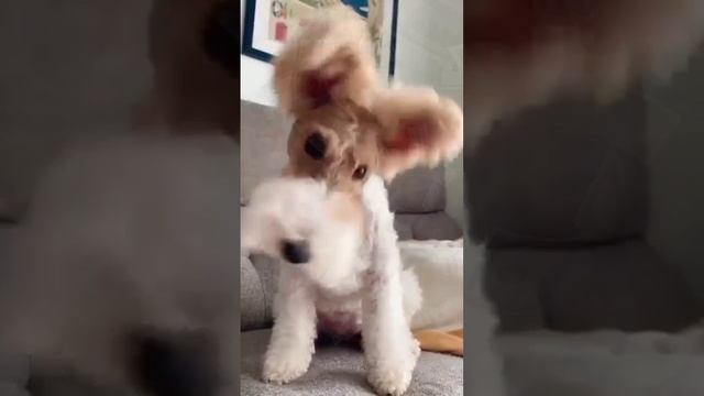 ЛАЙФХАК 👆 Смешные котики и собачки