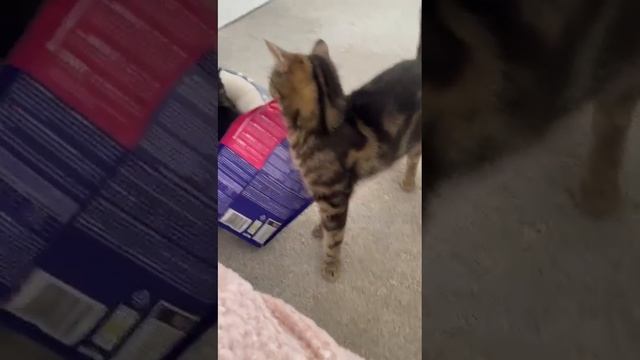 Мама-кошка показала котятам, как они ей надоели