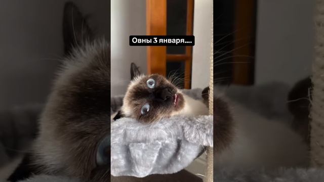 Новый год ! Новый Я! ❤️🎄