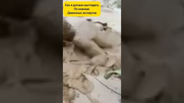мнение чушпанов