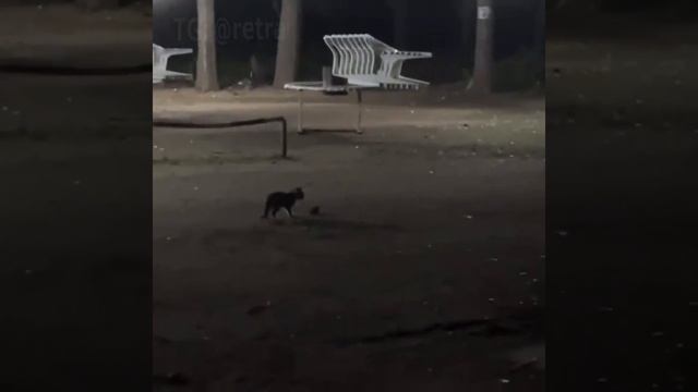 Кот увидел лягушку и вот, что получилось