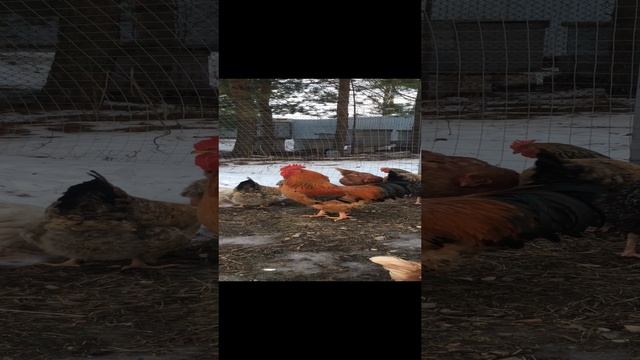 Зимний свободный выгул кур
