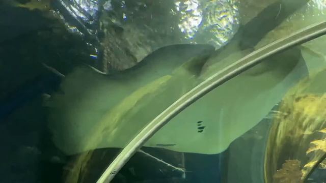 Огромный скат / Huge stingray