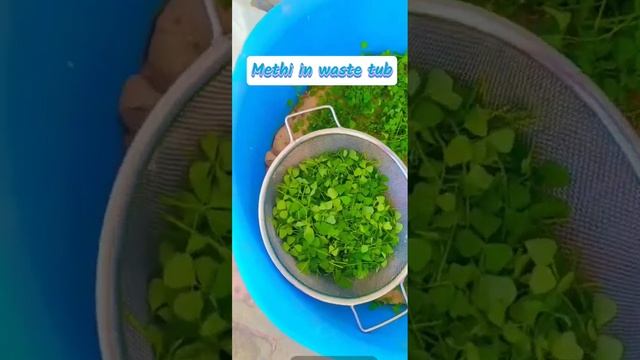 Methi in waste water tub. garden.