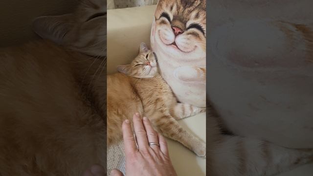 А праздники у кота продолжаются!:)