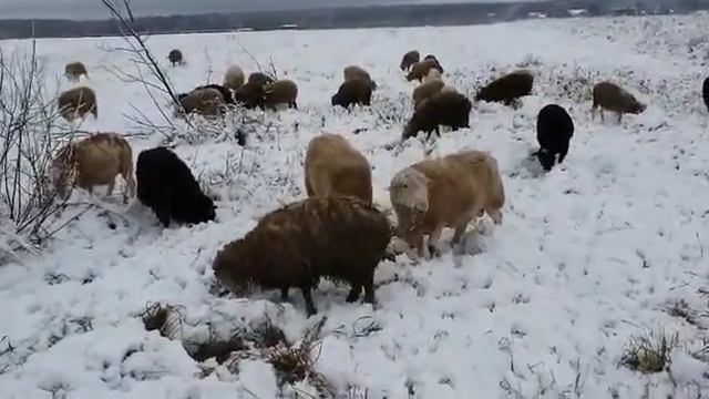 Овцеводство