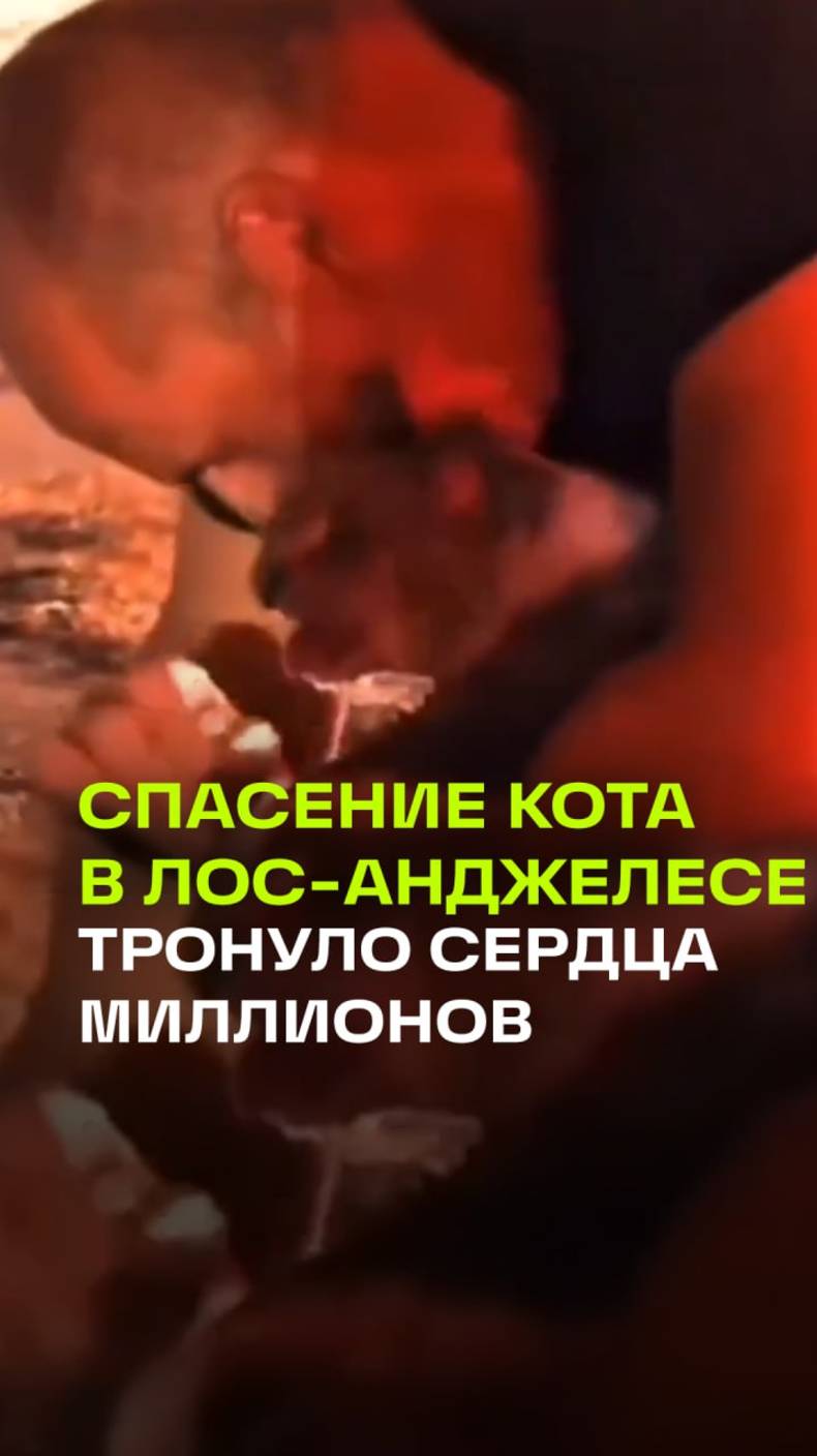 . Спасатели из Лос-Анджелеса вытащили кота из пепелища