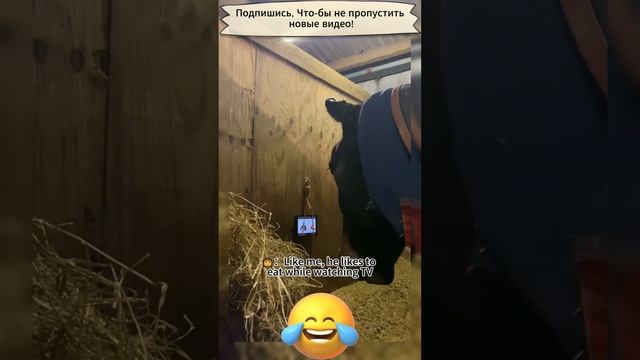 Приколы с лошадками