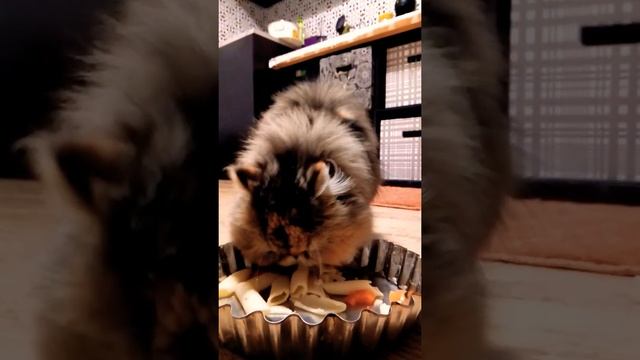Фифа есть макароны