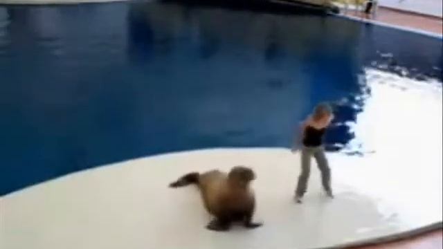 Приколы про животных