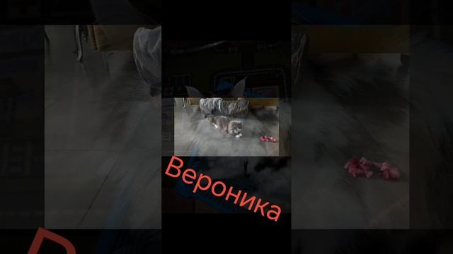крутой шортс