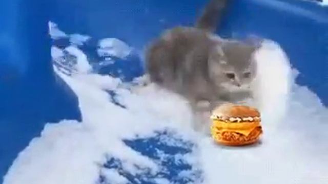 Кот ловит бургер