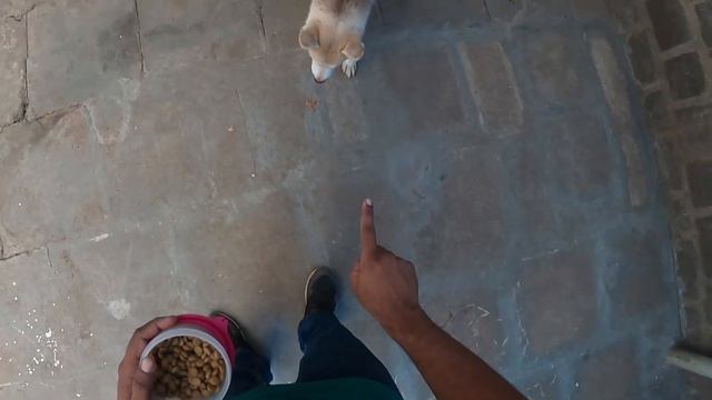 5 Months Old Husky Fully Trained || Mr.Brownie || Obedience Training ||