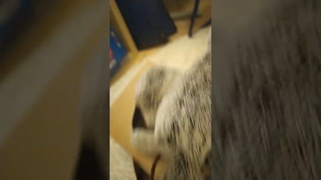 Басик и Миша спасает мир от шаурмы🌯🌯🌯
