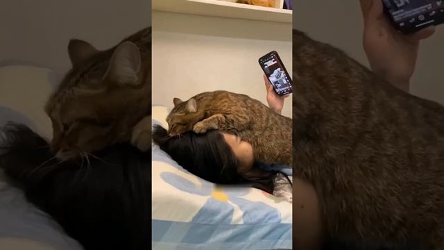 Кот выбрал идеальное место для сна