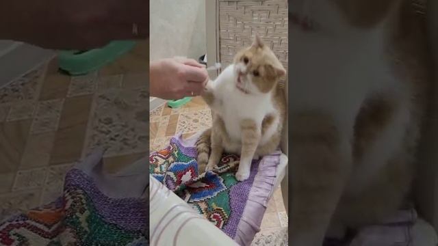 Эльза