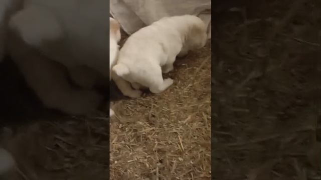 1000159060.mp4