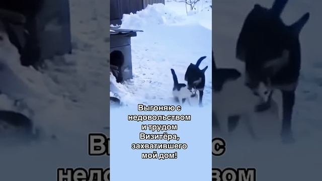 Выгоняют непрошенного визитера🤣