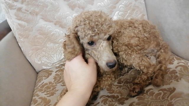 Лео в поиске хозяев