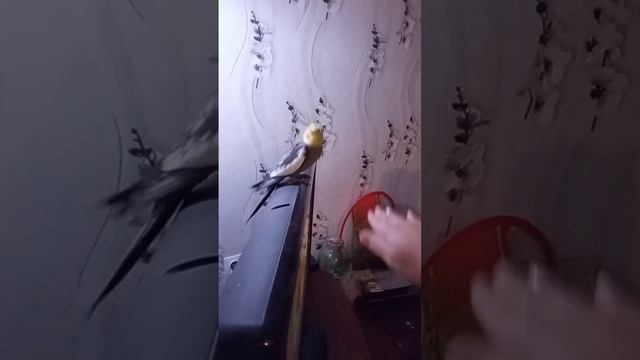 Учим попугая танцевать