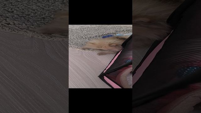 Лилу ругается!