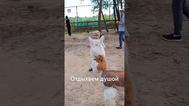 Сегодня я целуюсь с альпаками. Шить буду завтра