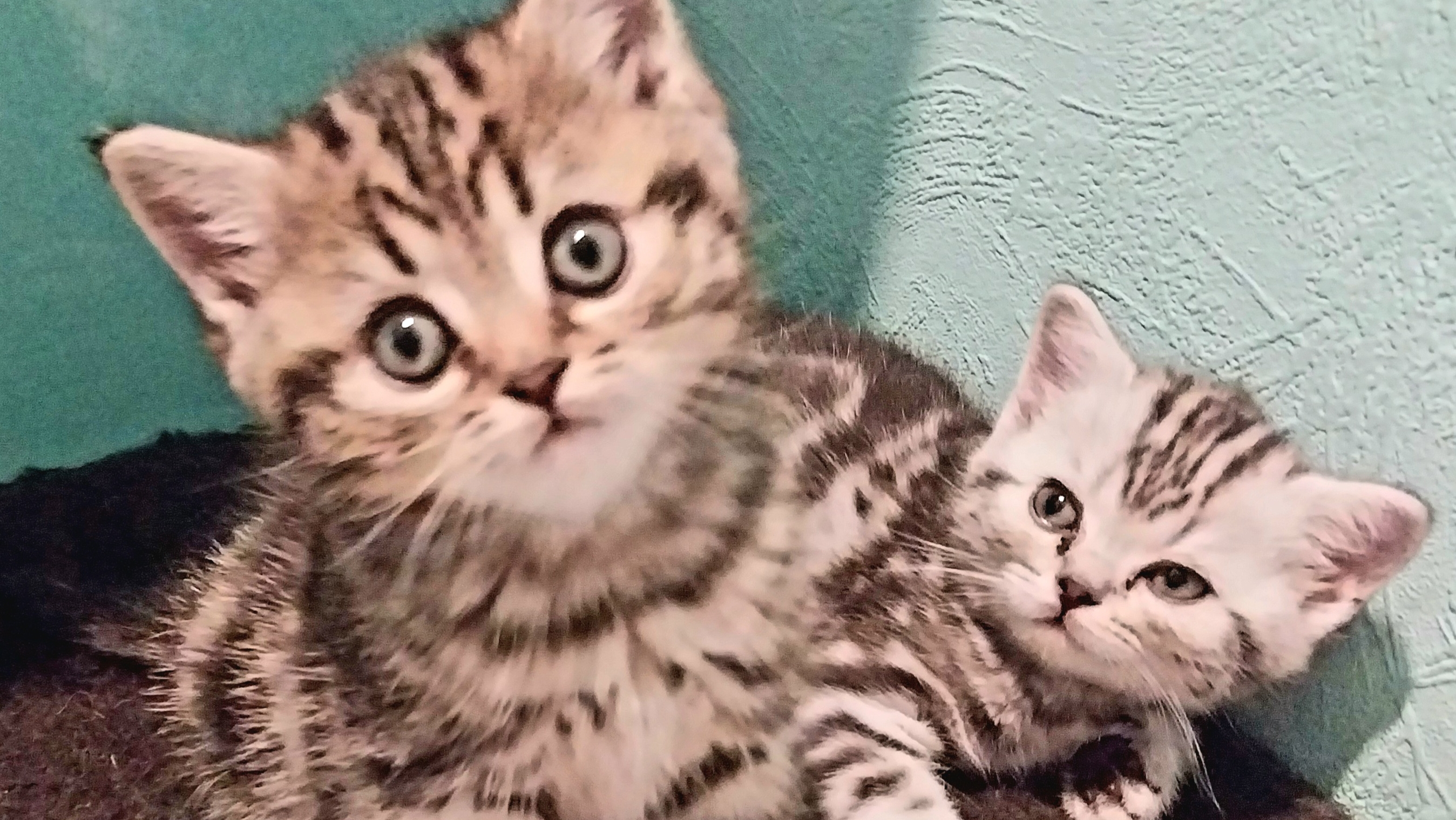 котики