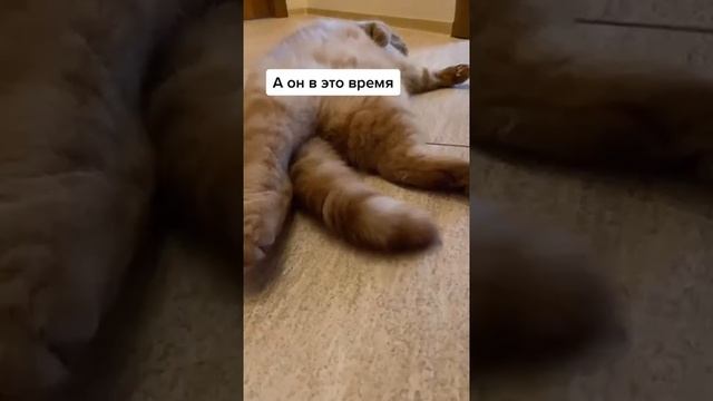 Мы в ВК https://vk.com/life_of_cats