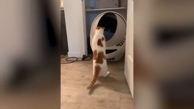 Ежедневные котики 26