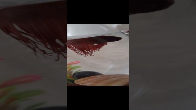 знакомства с рыбкой