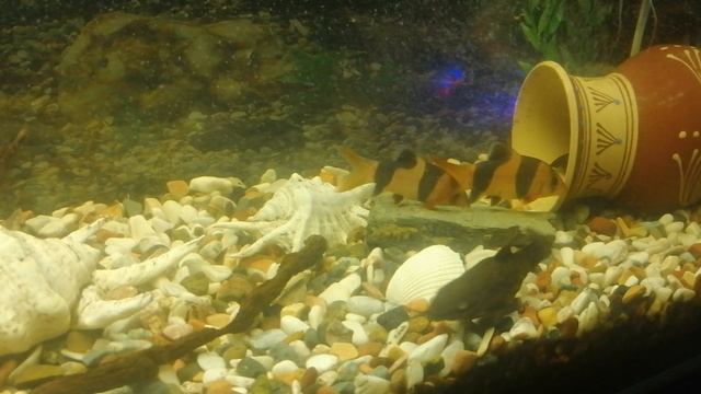 Сом платидорас 🐠