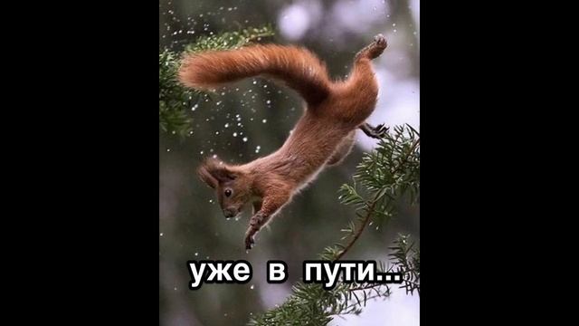 Когда принесли орехи