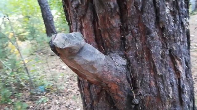 Стояк настоящего Друида