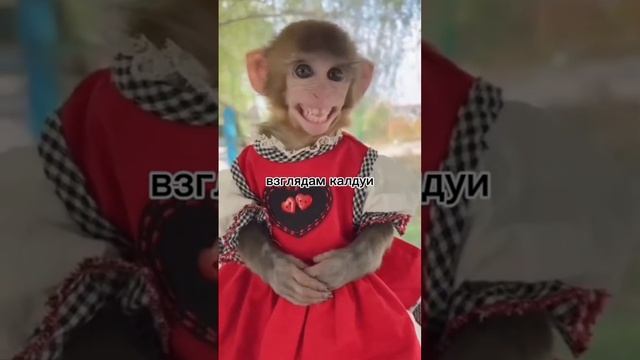 Кайфуй.