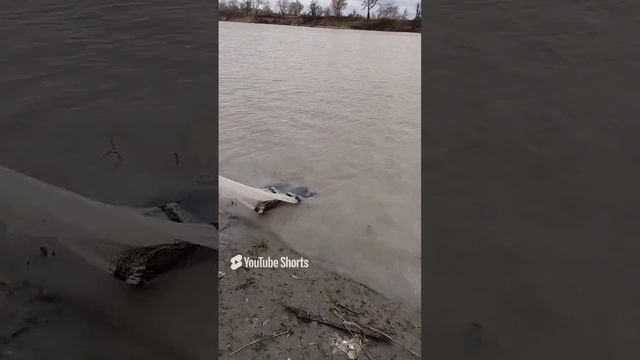 щука  на кастинговую сеть