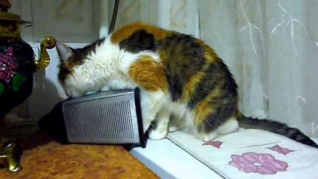 ❤ Кошачья терка ))