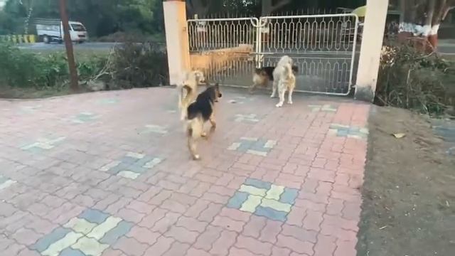 Indian Dog Breed Thelari (Dhangari) & German shephrd Playing Together, 20 Month old