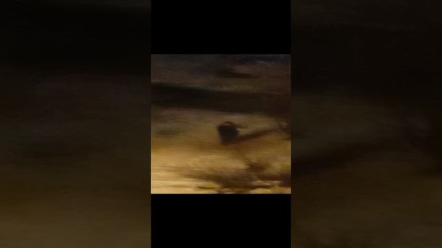 Случайно записала на камеру телефона мужика, который режет мои кормушки для птиц.