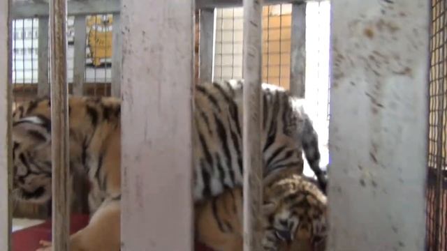 Baby Tiger in Cage