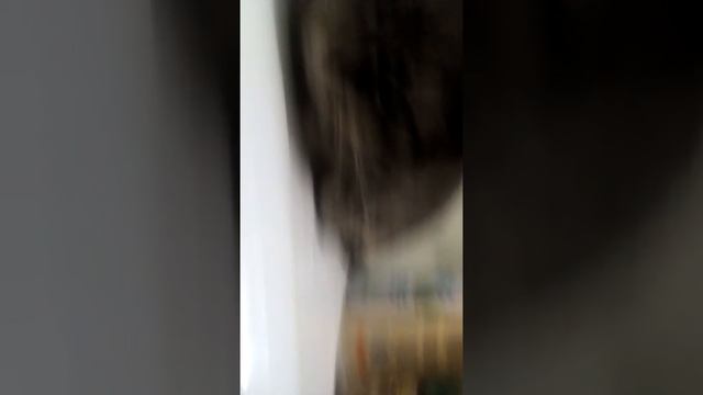 Хлебные коты!