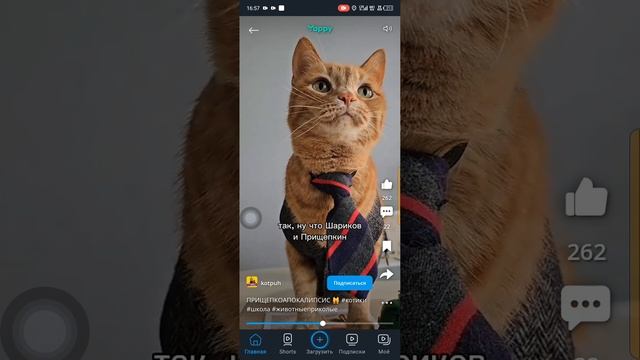 Котики 🐈 Приколы 🤭☺