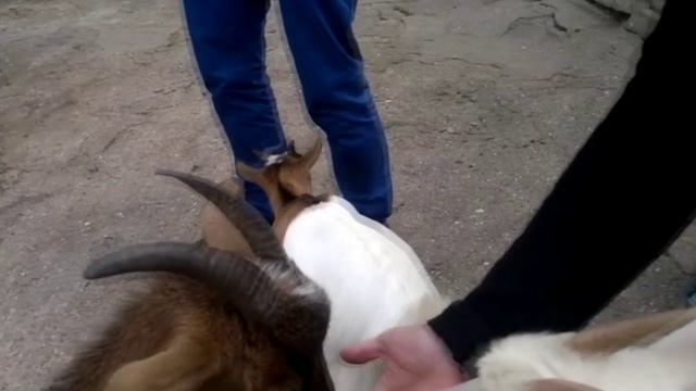 в Ялтинском зоопарке