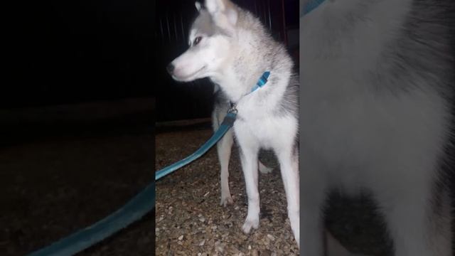 Ночное знакомство🦔