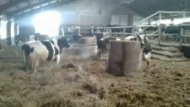 *Crazy cow* (бешеная корова)