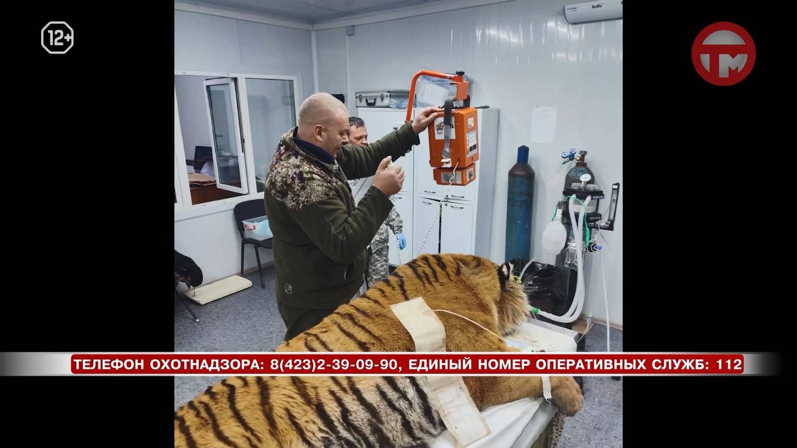 На улицах Яконовки опасно. В село вернулся тигр