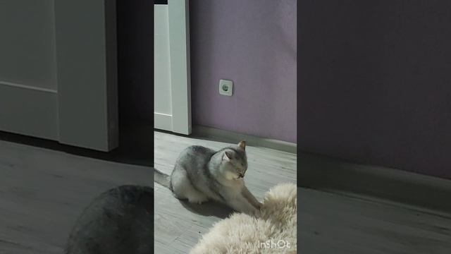 Маркиз нашел свой антистрес #котики #животные