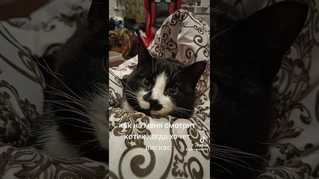 кот с добрыми глазками