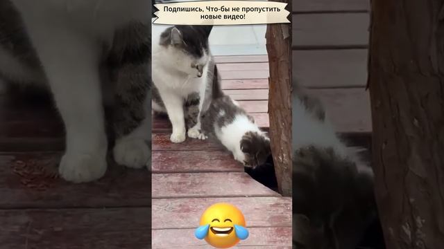 Приколы с котами