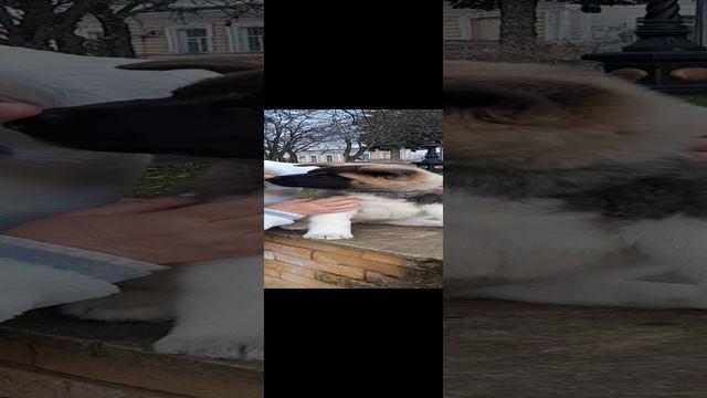 ДЕВОЧКА АМЕРИКАНСКОЙ АКИТЫ 🔥 ПРАДА🤗