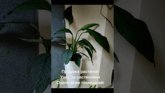 Настоящие живые растения для дома, квартиры, кафе, ресторана, салона, офиса. Озеленение помещений.